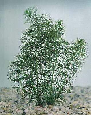 myriophyllum spicatum