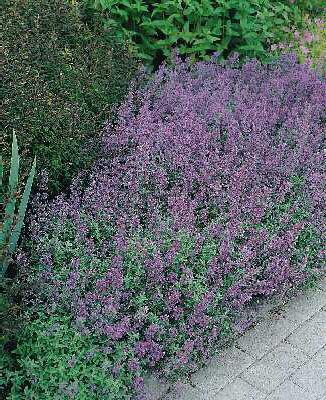 nepeta faassenii