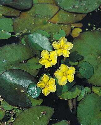 nymphoides peltata