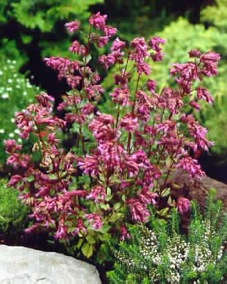 origanum bristol c