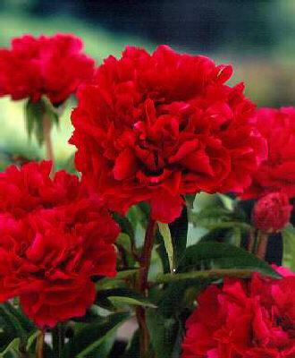 paeonia (L) red ch
