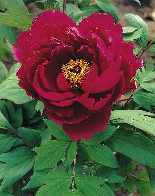 paeonia suffrutico