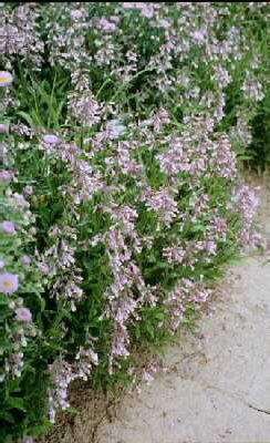 penstemon hirsutus