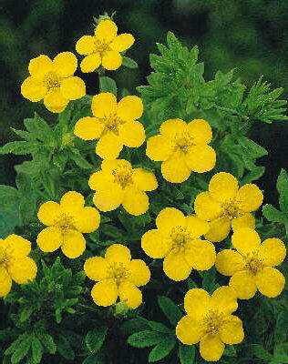 potentilla fruticosa