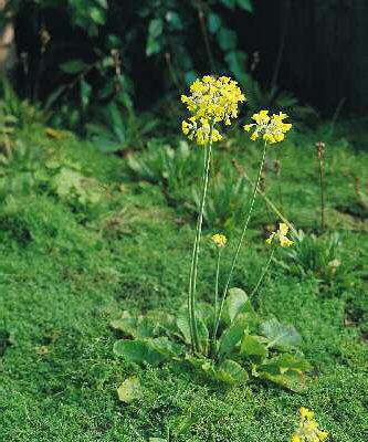 primula florindae