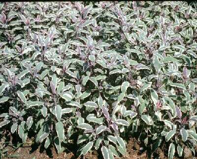 salvia officinalis tricolor