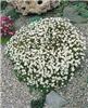 saxifraga moschata white pixie