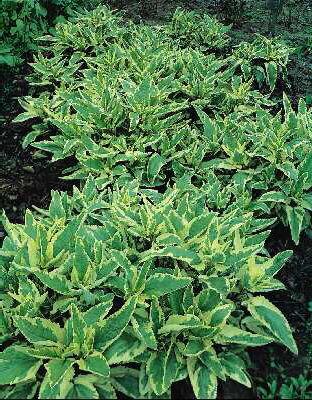 scrophularia auriculata variegata