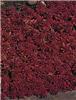 sedum coral carpet