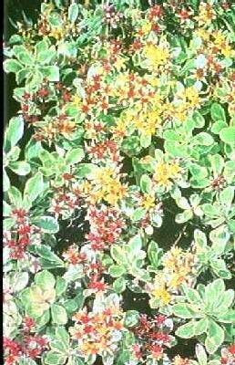 sedum kamtschaticum variegatum
