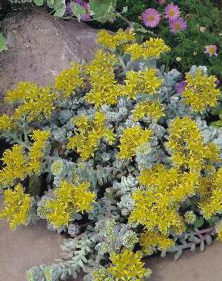 sedum spathulifolium cape blancho