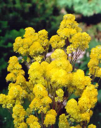 thalictrum flavum