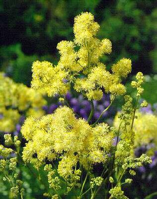 thalictrum lucidum