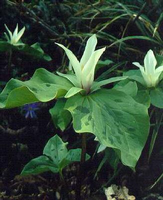 trillium erectum