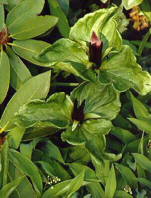 trillium sessile