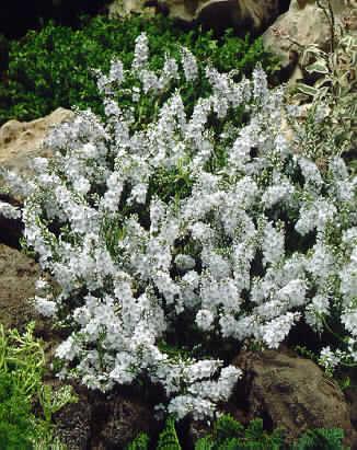 veronica prostrata alba