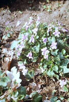 viola palustris