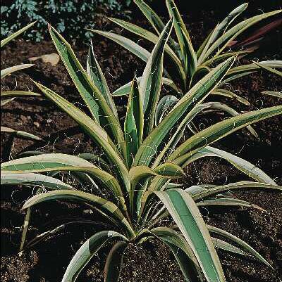 yucca filamentosa variegata